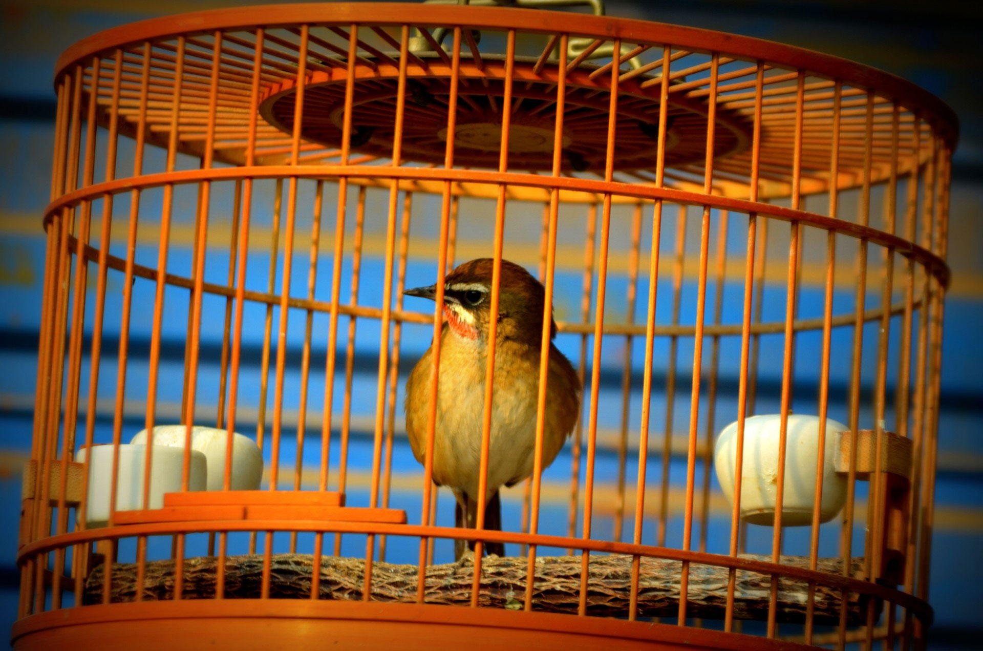 Foto uccello in gabbia - cattivitA 